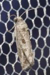 Lobesia helichrysana