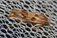 Pelochrista infidana