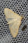 Paracorsia repandalis