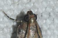 Acrobasis fallouella