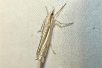 Ancylolomia tentaculella