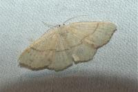 Cyclophora punctaria