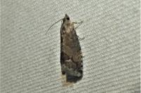 Cydia splendana