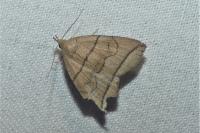 Herminia grisealis