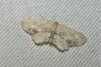 Idaea dimidiata