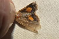 Noctua janthe/janthina