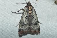 Epilecta linogrisea