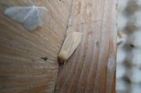 Mythimna pallens