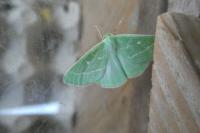 Thetidia smaragdaria
