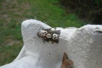 Thyatira batis