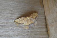 Epione repandaria