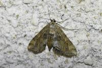 Cataclysta lemnata