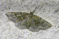Cleorodes lichenaria