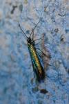 Coleophora