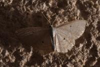 Scopula immutata