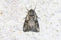 Chloantha hyperici