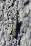 Phycitodes