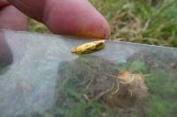 Agapeta hamana