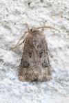 Agrotis bigramma