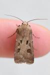 Agrotis exclamationis