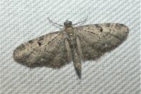 Eupithecia virgaureata