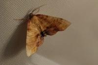 Plagodis dolabraria
