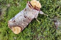 Phalera bucephala