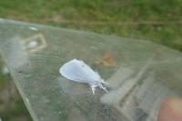 Sphrageidus similis