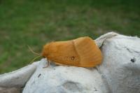 Lasiocampa quercus
