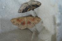 Cyclophora porata