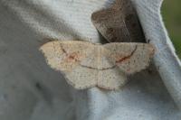 Cyclophora punctaria