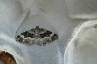 Epirrhoe alternata