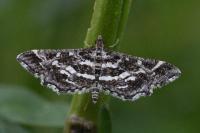 Diasemiopsis ramburialis