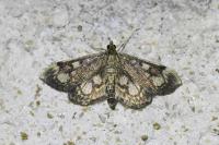 Anania coronata