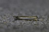 Crambus pascuella