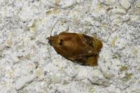 Ditula angustiorana