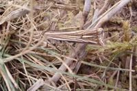 Ancylolomia tentaculella