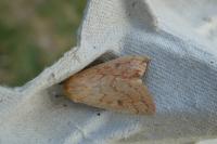 Mythimna vitellina