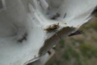 Eucosma conterminana