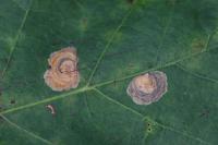 Tischeria dodonaea