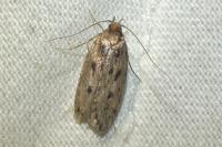 Hofmannophila pseudospretella