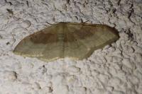 Idaea degeneraria