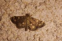 Anania coronata