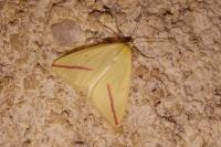 Rhodometra sacraria