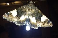 Tyta luctuosa