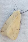 Spilarctia lutea