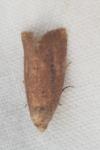 Coenobia rufa