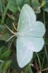 Thetidia smaragdaria