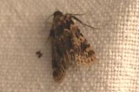 Aglossa caprealis