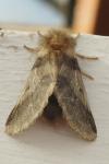 Thaumetopoea processionea